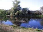 Saale - toter Flussarm